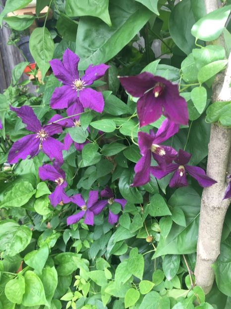 898F3667-12D9-4BF2-98B6-5C8305E7BA5E - Clematite 2018