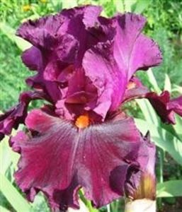 Chery glen - A FLORI DIN GRADINA MEA