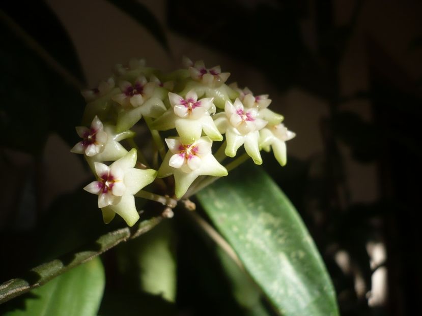 30.05.2018 - HOYA 2018-1