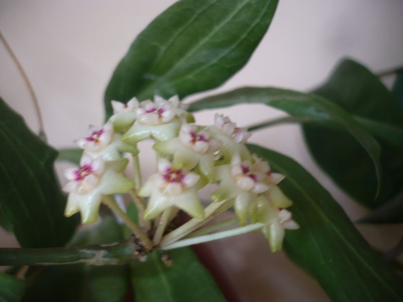 P1370558 - HOYA 2018-1