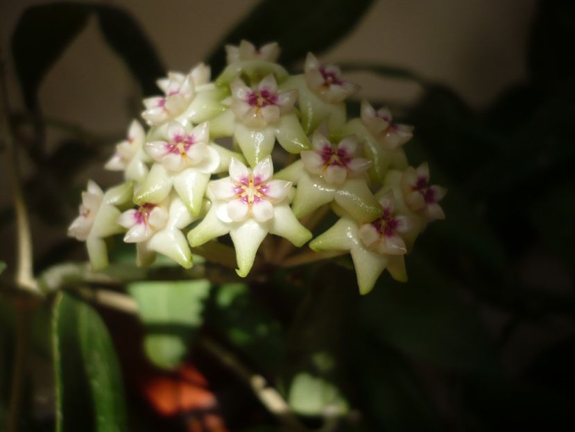 P1370561 - HOYA 2018-1