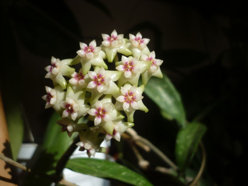 P1370562 - HOYA 2018-1