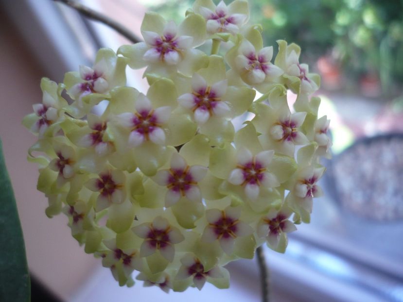 P1370564 - HOYA 2018-1