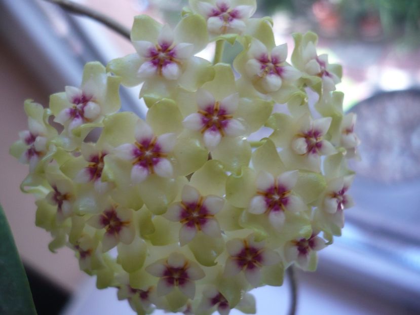 P1370565 - HOYA 2018-1