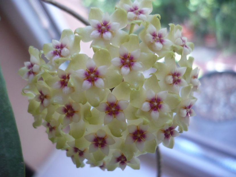 P1370566 - HOYA 2018-1