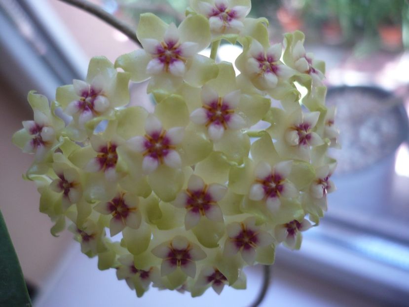 P1370567 - HOYA 2018-1