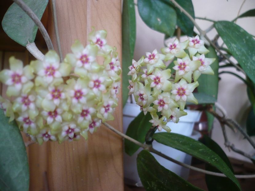 P1370569 - HOYA 2018-1