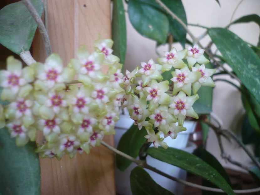 P1370570 - HOYA 2018-1