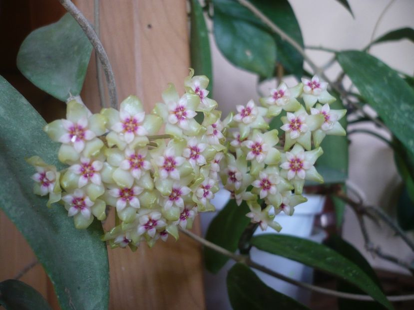 P1370571 - HOYA 2018-1