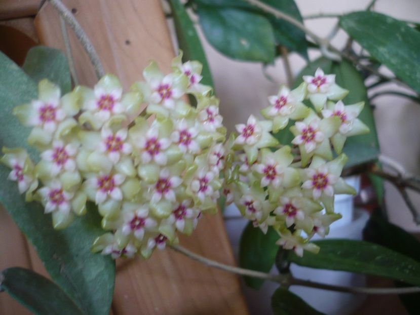 P1370572 - HOYA 2018-1