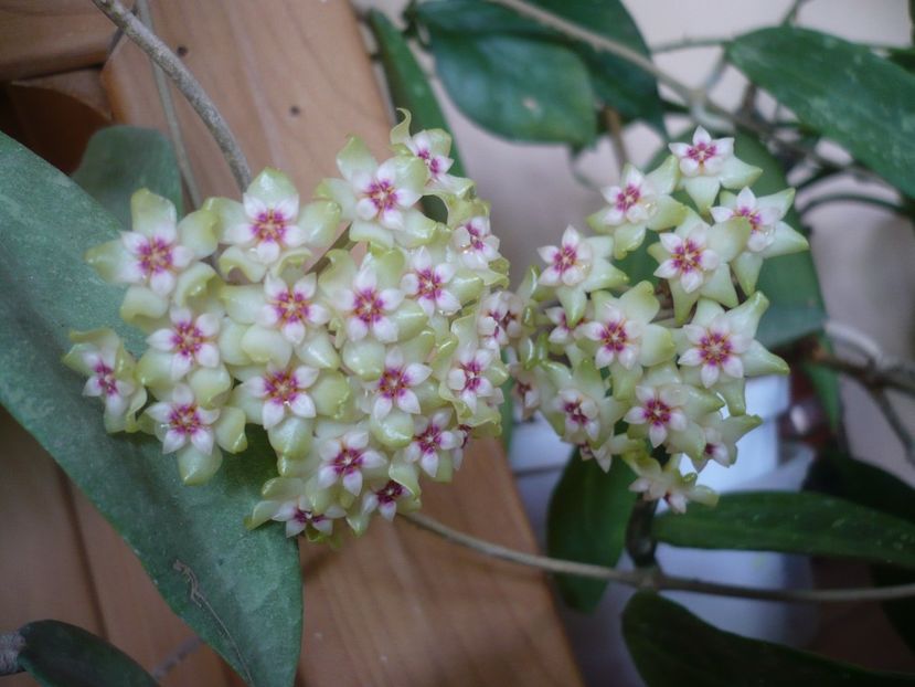 P1370573 - HOYA 2018-1