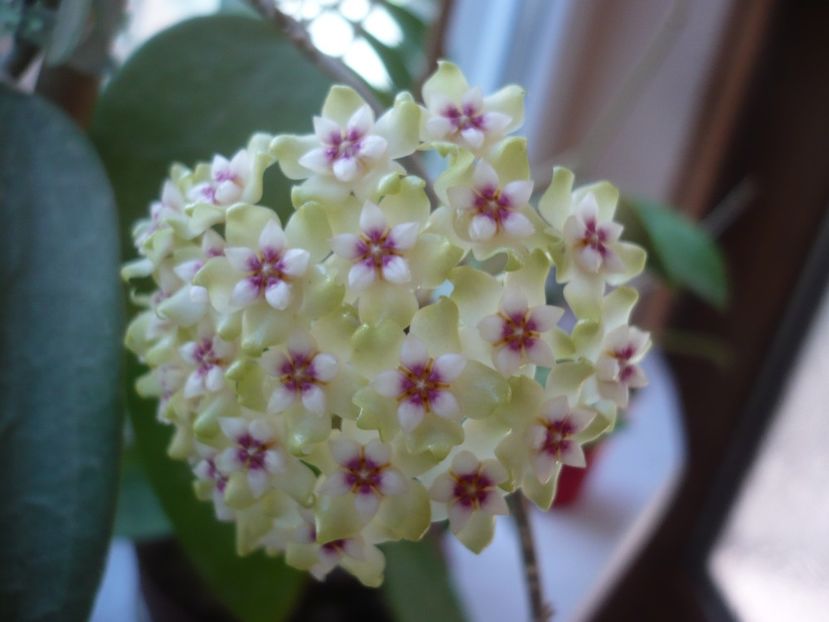 P1370575 - HOYA 2018-1