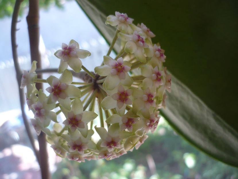 P1370577 - HOYA 2018-1