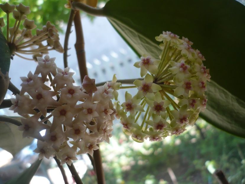 P1370578 - HOYA 2018-1