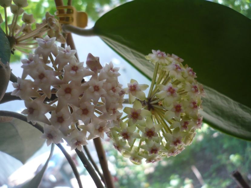 P1370579 - HOYA 2018-1