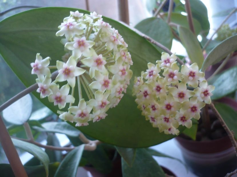 P1370580 - HOYA 2018-1