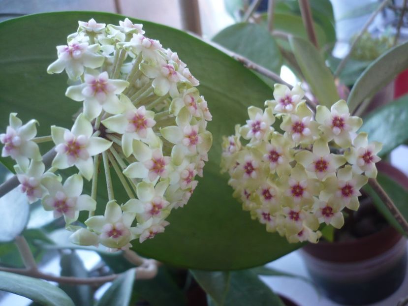 P1370581 - HOYA 2018-1