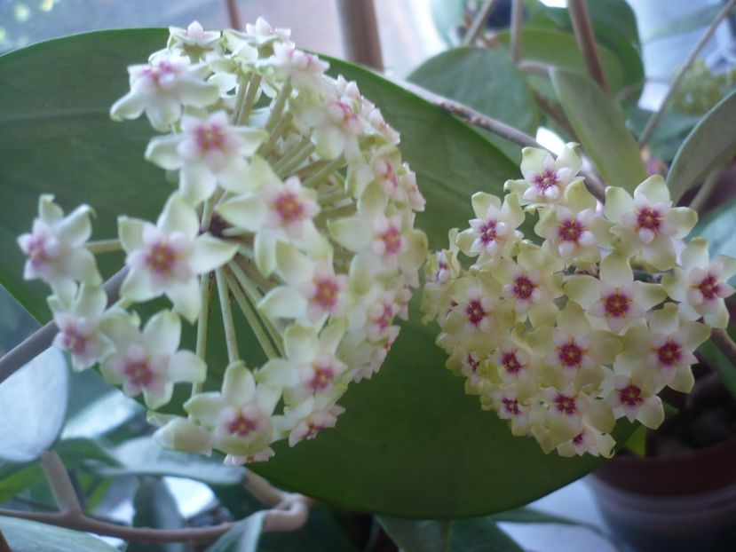 P1370582 - HOYA 2018-1