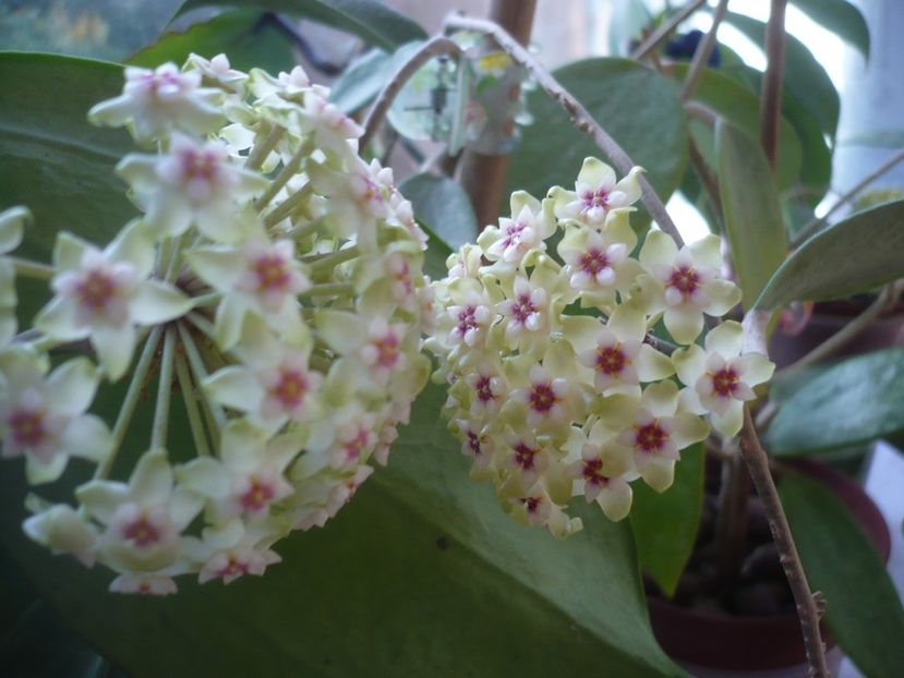 P1370583 - HOYA 2018-1