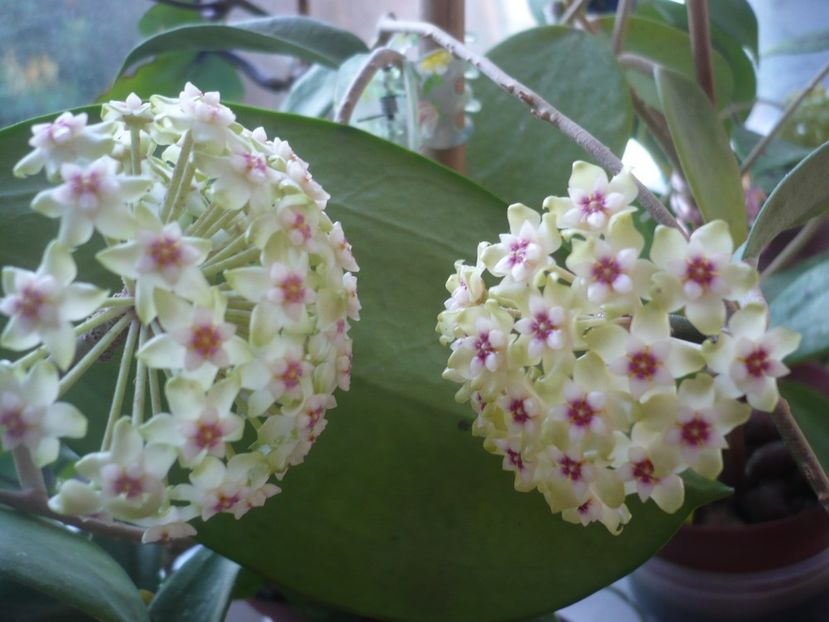 P1370584 - HOYA 2018-1