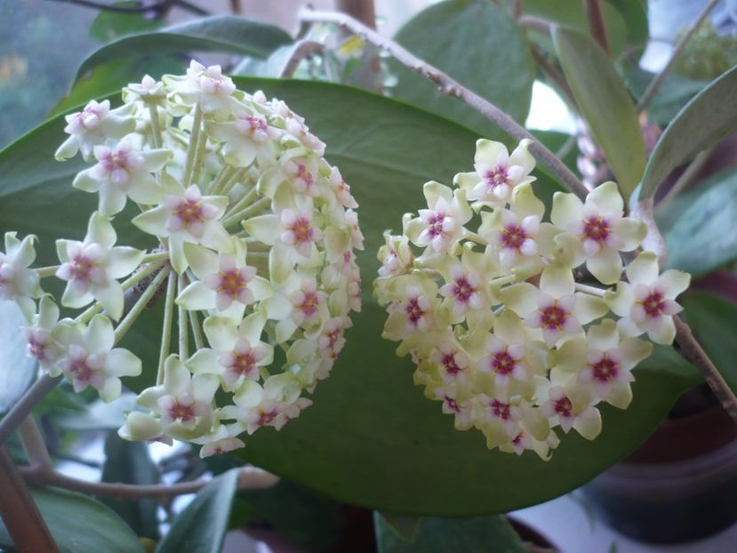 P1370585 - HOYA 2018-1