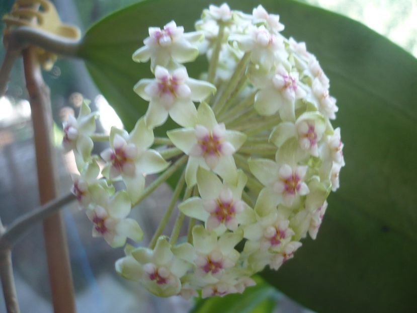 P1370587 - HOYA 2018-1