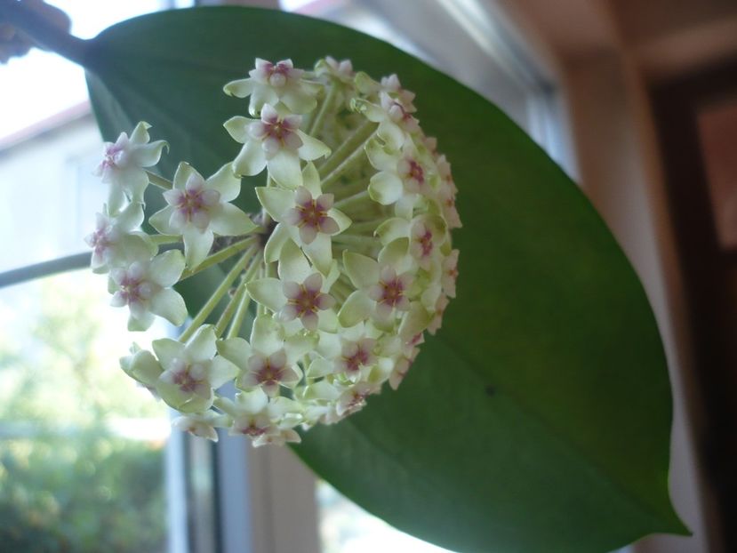 P1370588 - HOYA 2018-1