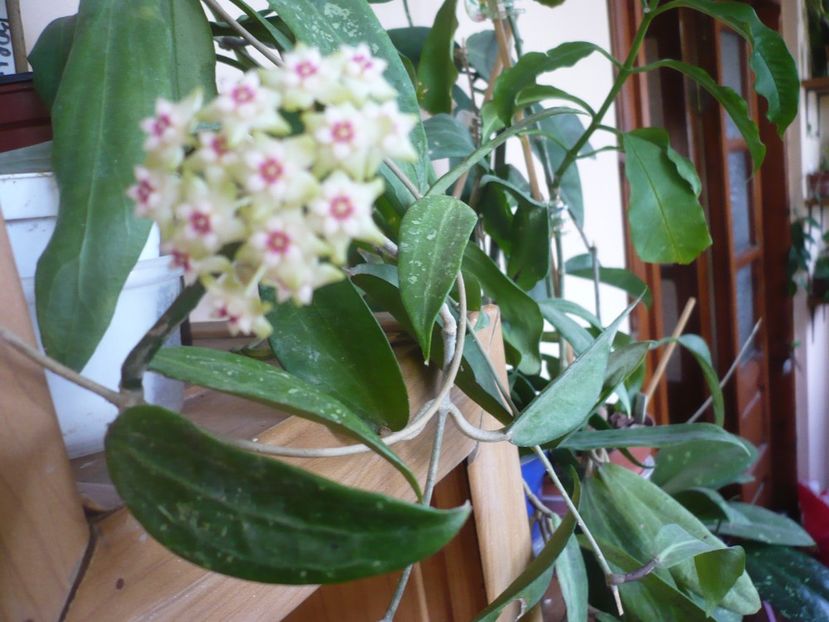 P1370589 - HOYA 2018-1