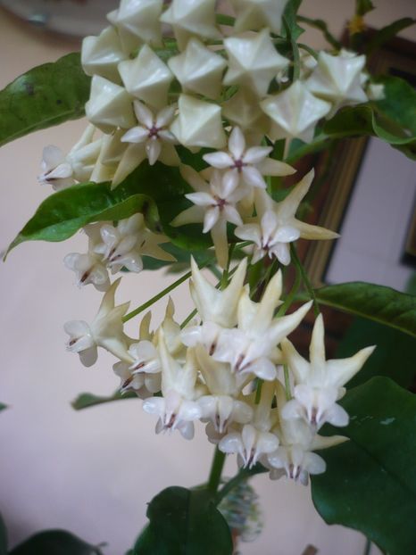 P1370591 - HOYA 2018-1