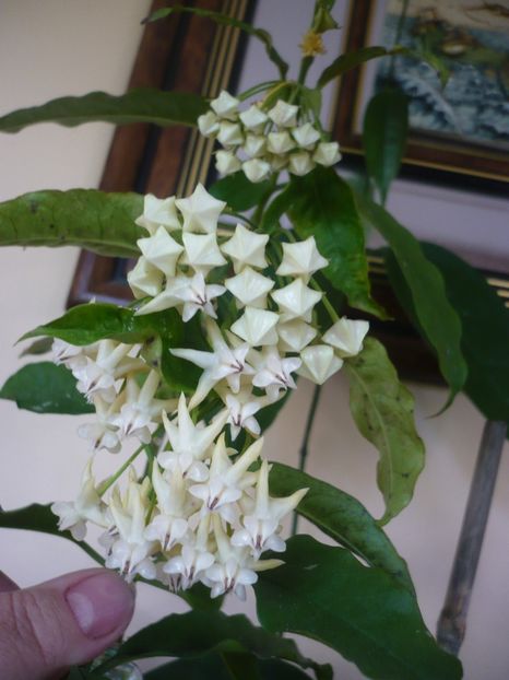 P1370592 - HOYA 2018-1