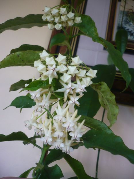 P1370593 - HOYA 2018-1