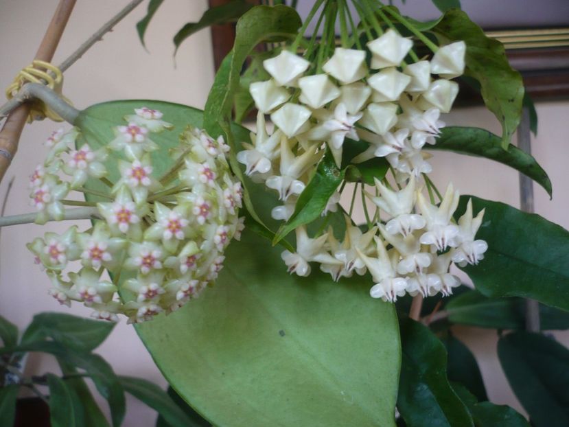 P1370594 - HOYA 2018-1