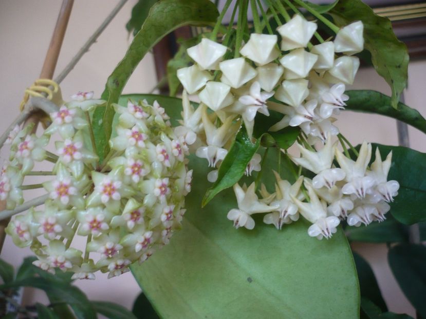 P1370595 - HOYA 2018-1