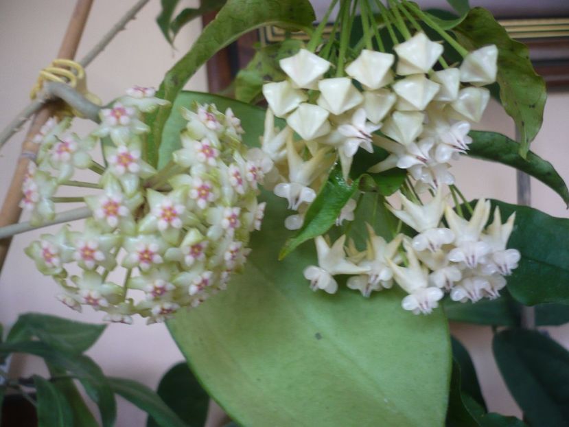 P1370596 - HOYA 2018-1