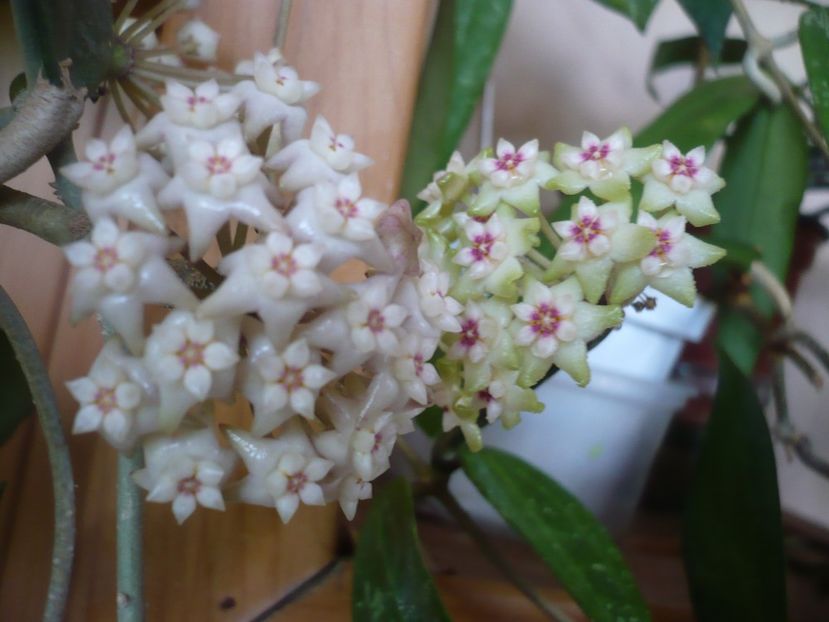 P1370599 - HOYA 2018-1