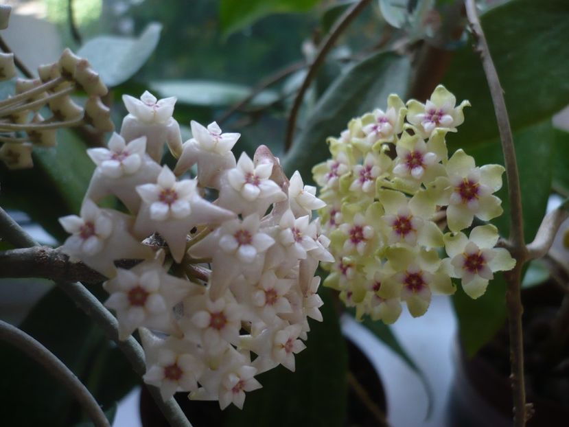 P1370600 - HOYA 2018-1