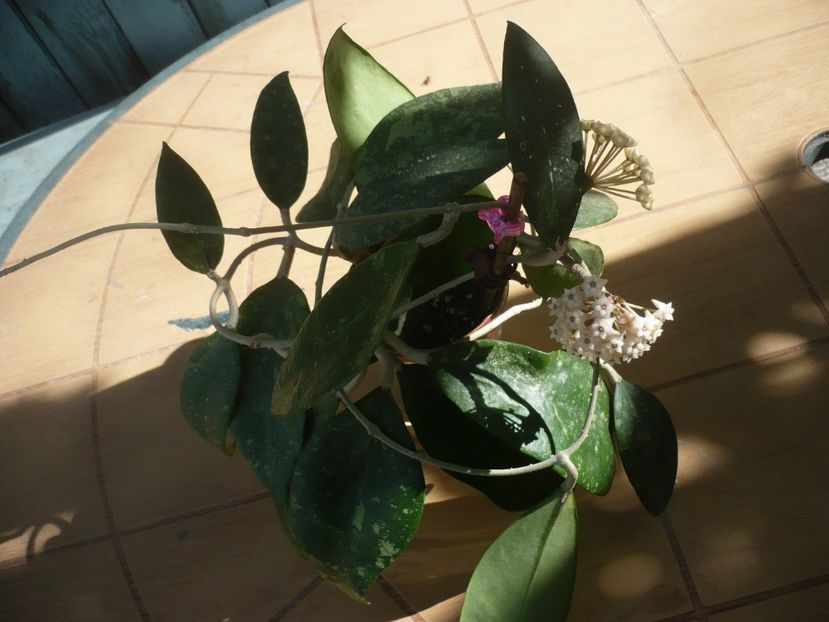 P1370602 - HOYA 2018-1