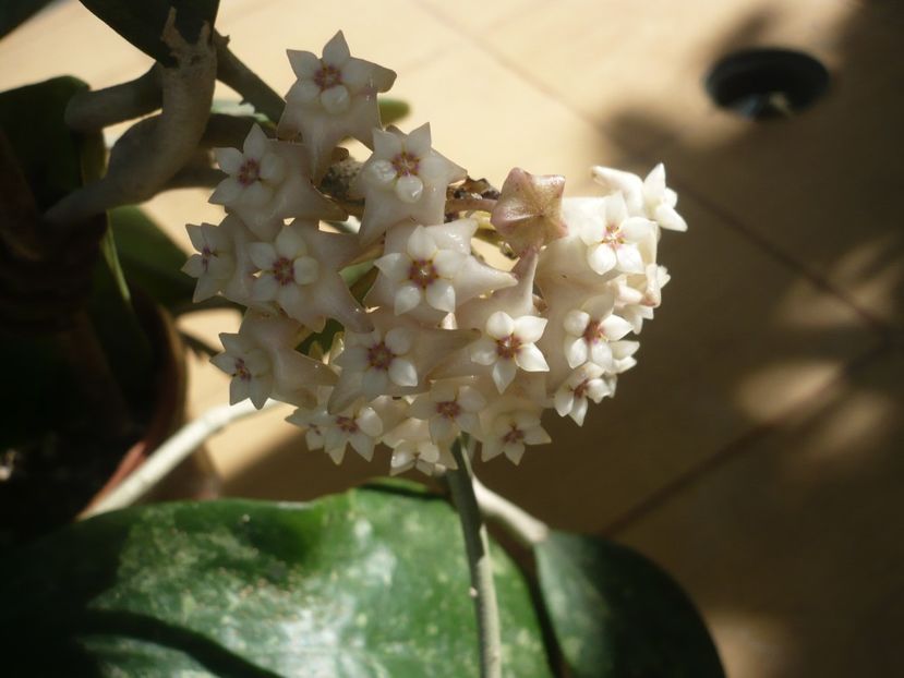 P1370603 - HOYA 2018-1