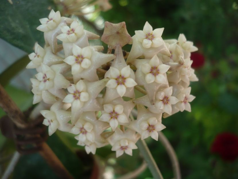 P1370604 - HOYA 2018-1