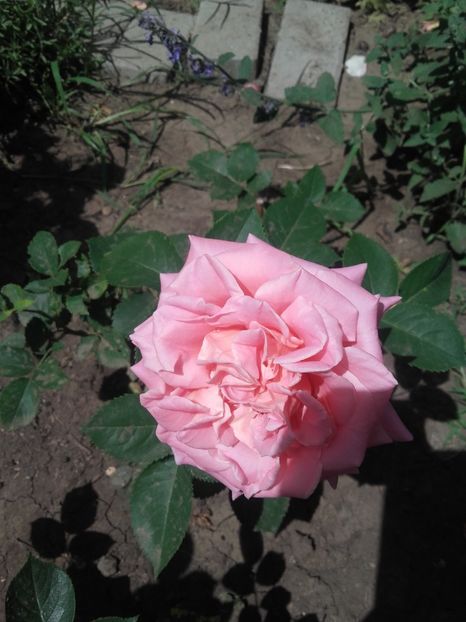 Ashley - Gradina-2018