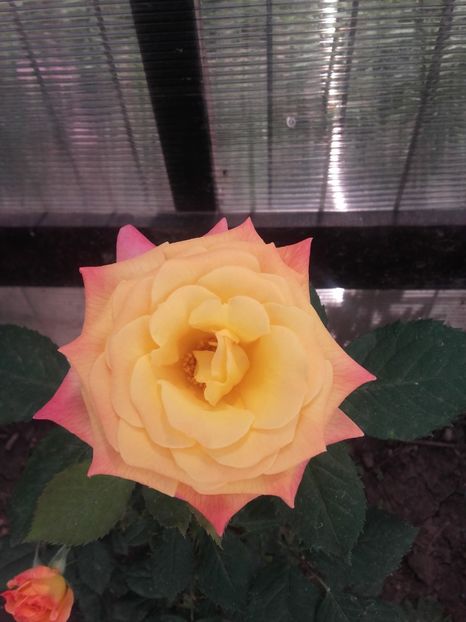 Gartenspass - Gradina-2018