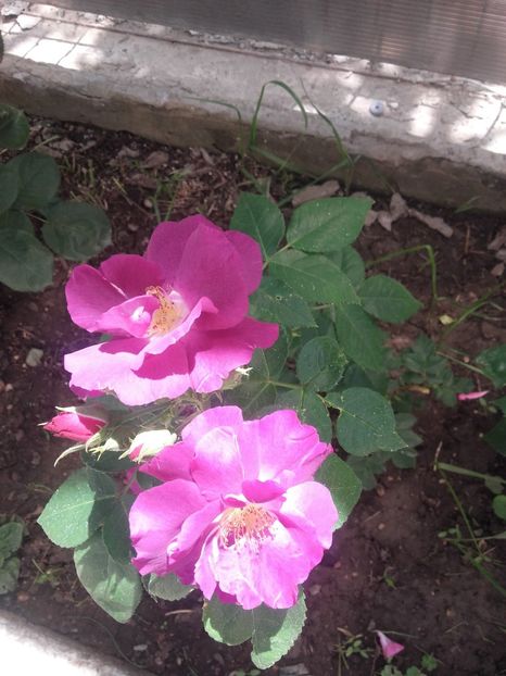 Rapsody in blue - Gradina-2018