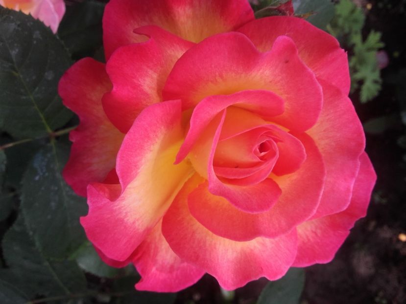 Gorgeous paramount - Gradina-2018