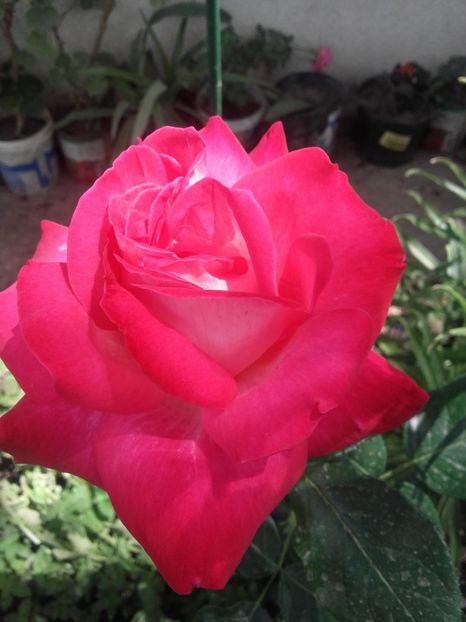 Gaujard - Gradina-2018