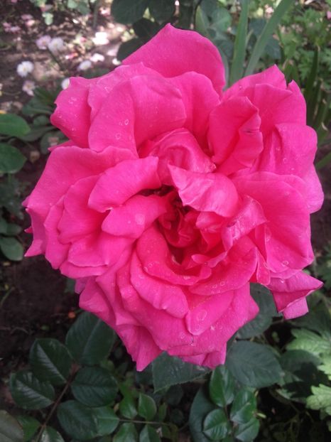 Gorgeny - Gradina-2018