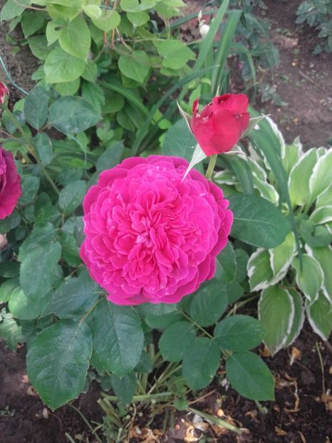 Whilliam shachespeare 2000 - Gradina-2018