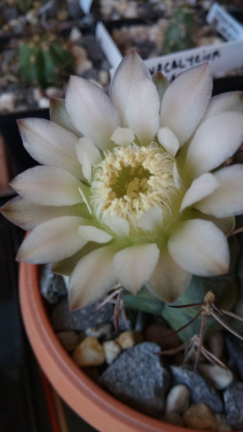 28.05.2018 - Gymnocalycium delaetii