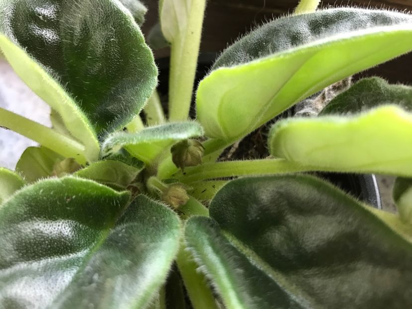 30.05.2018 - RS-Manuela