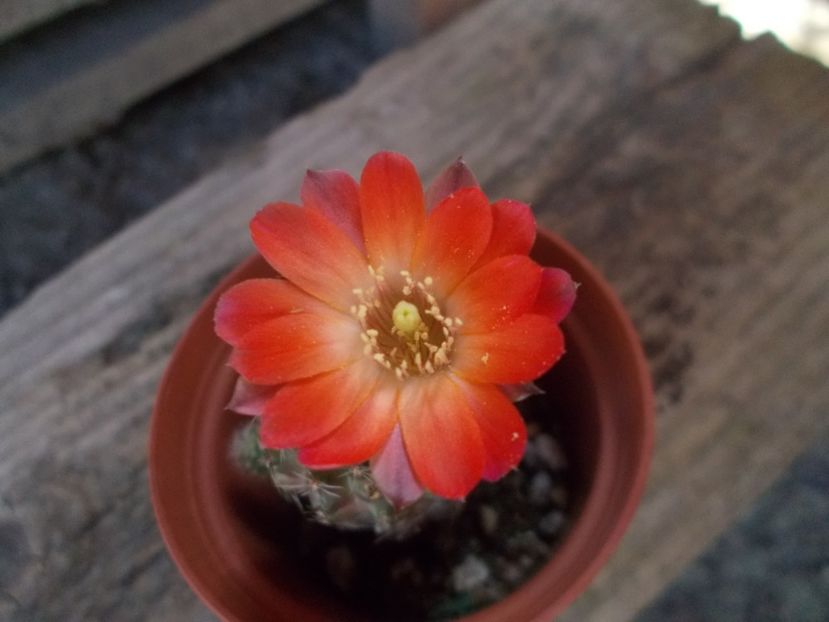  - Cactusi si suculente_2018