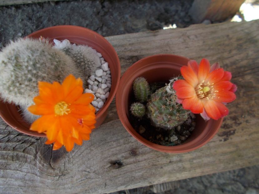  - Cactusi si suculente_2018